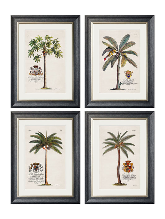 Studies of Palms Vintage Botanical Palm Tree Prints – Framed Wall Art