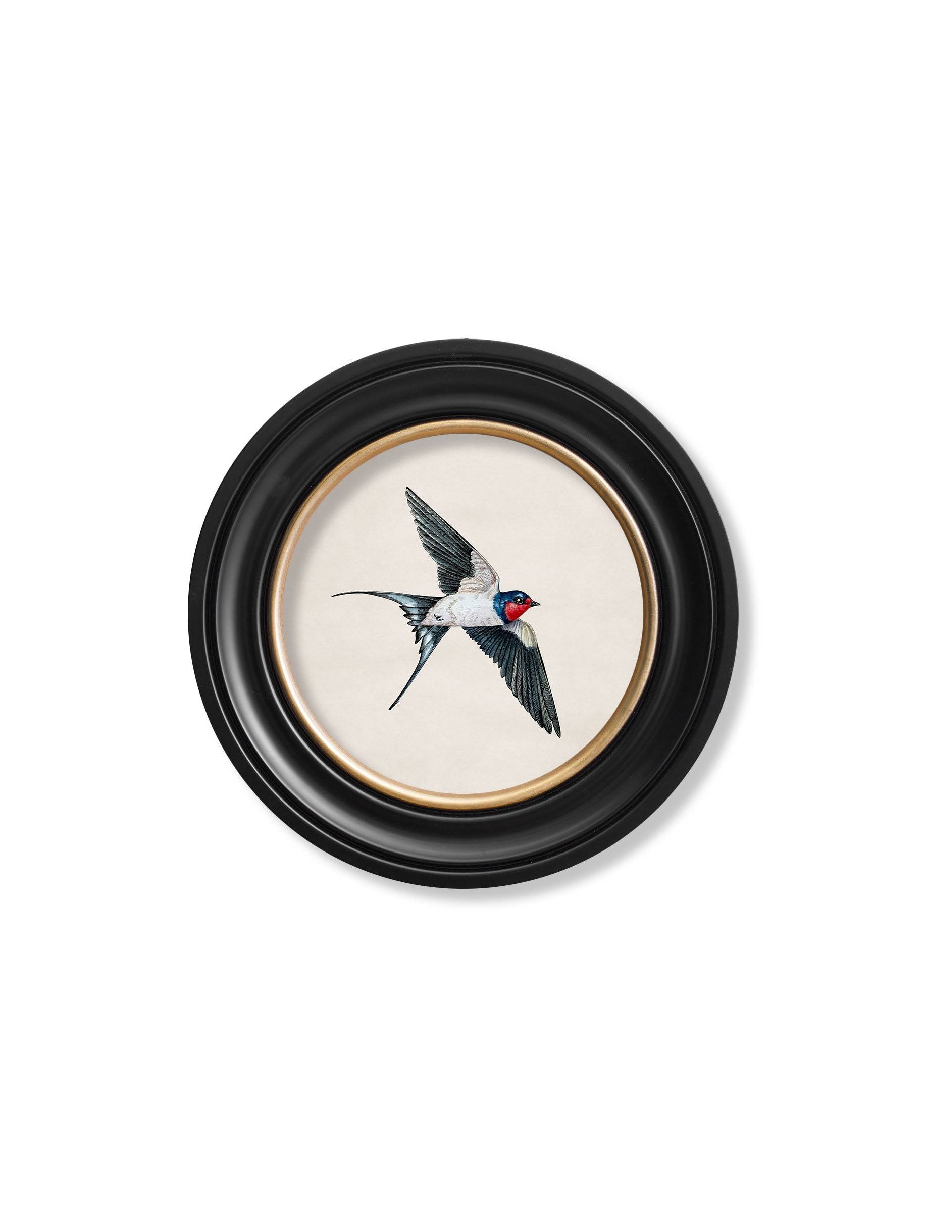 c.1875 Swallows in Round Frames - Blythe Living