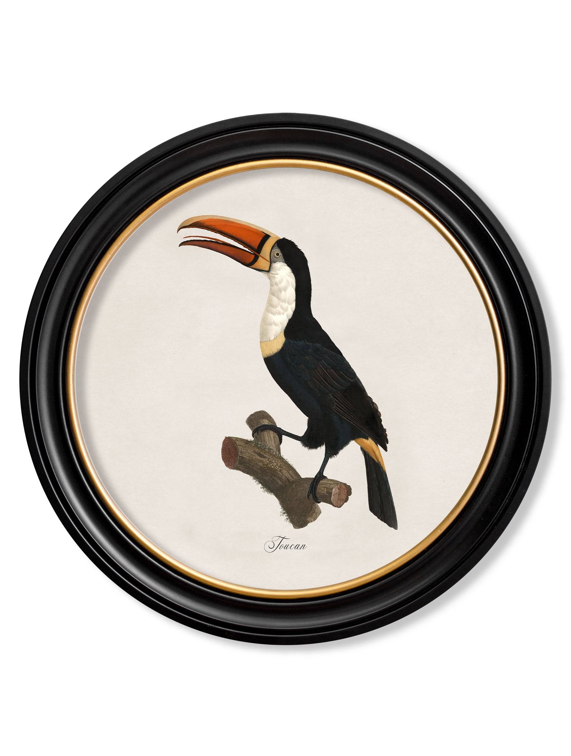 c.1809 Toucans - Round Frame - Blythe Living