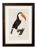 c.1809 Toucans - Blythe Living