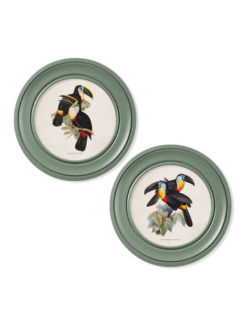 c.1848 Toucans - Round Frames Green - Blythe Living