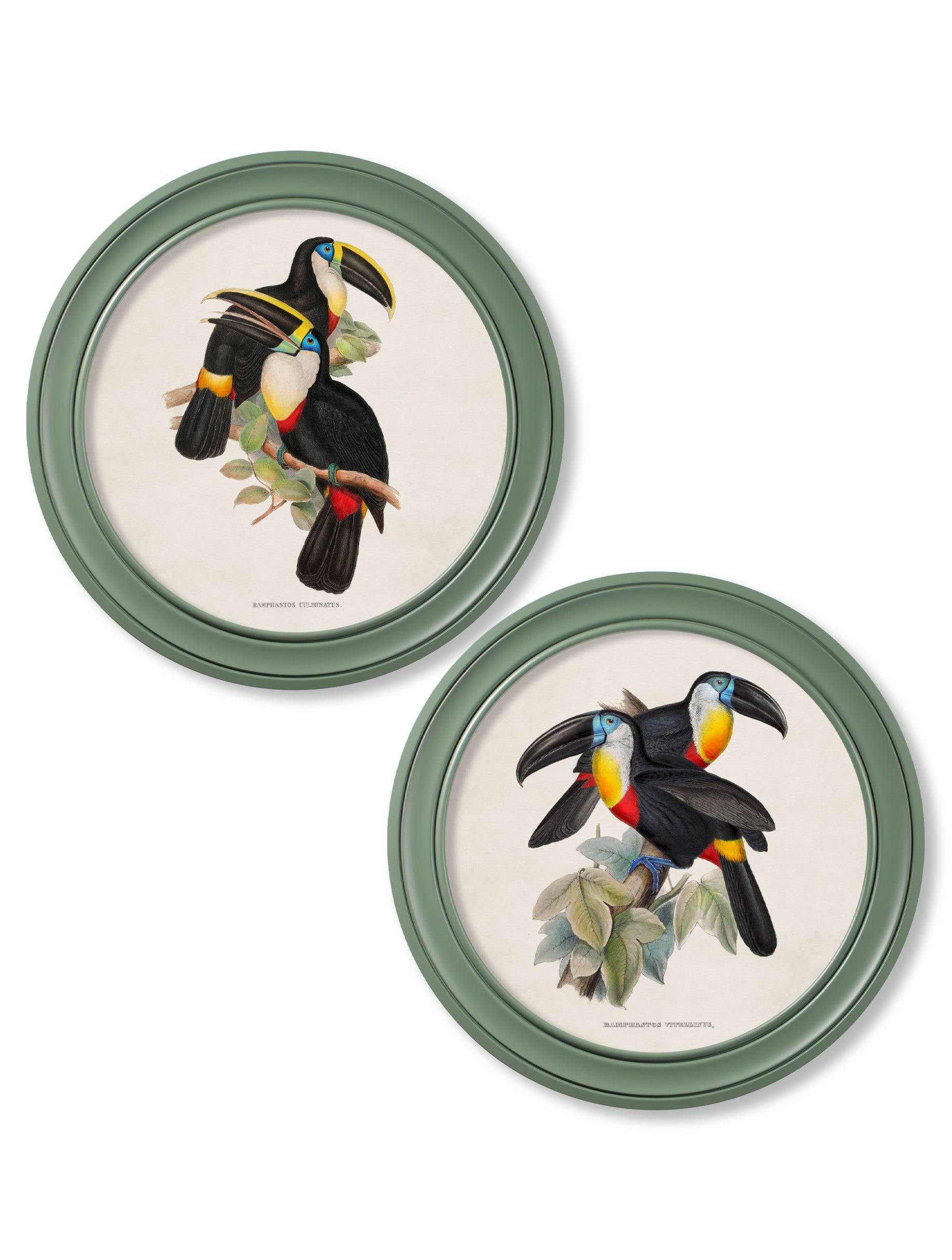 c.1848 Toucans - Round Frames Green - Blythe Living