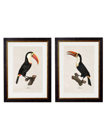 c.1809 Toucans - Blythe Living