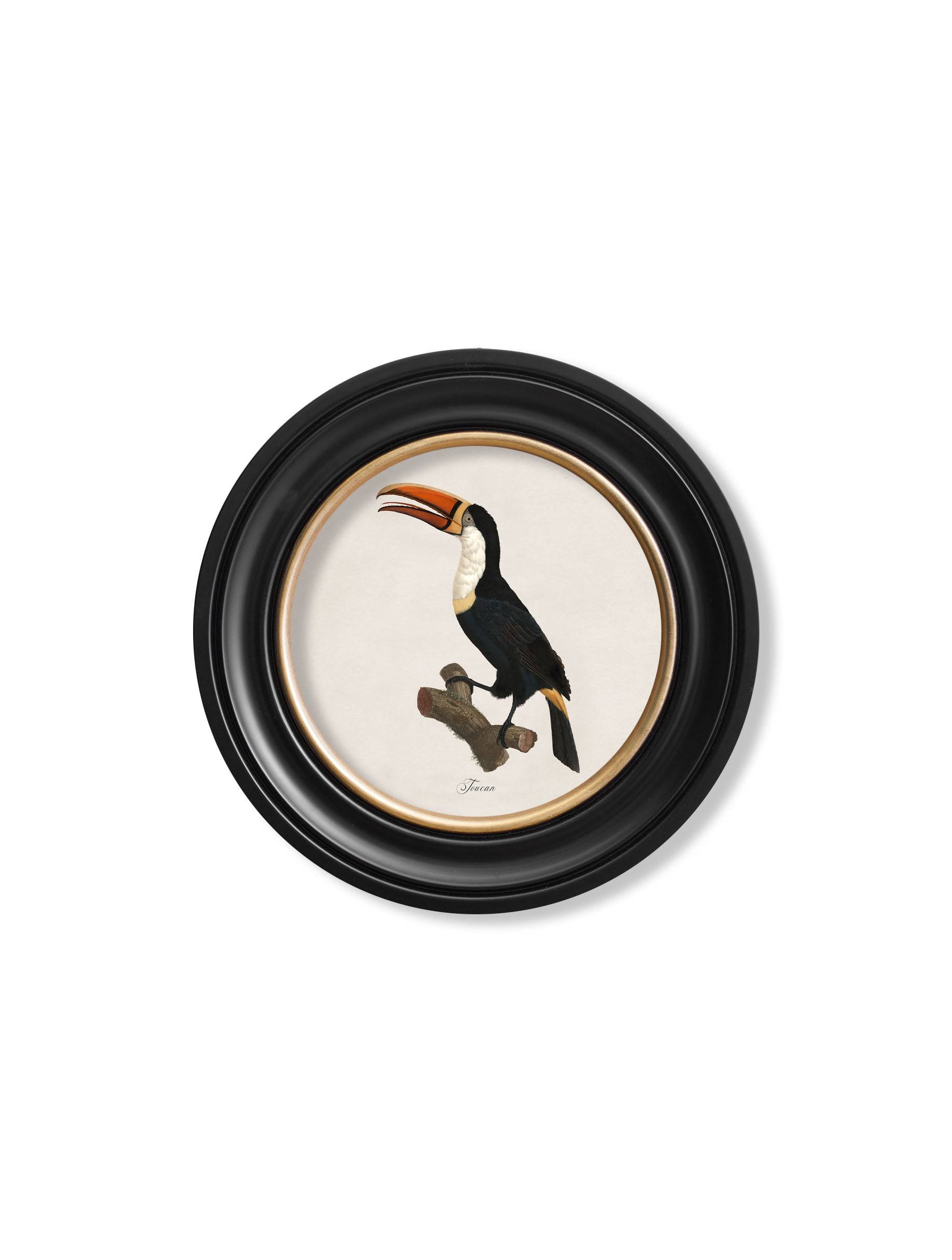 c.1809 Toucans - Round Frame - Blythe Living