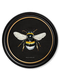 Victorian bee naturalist illustration dark round frame buy online UK
