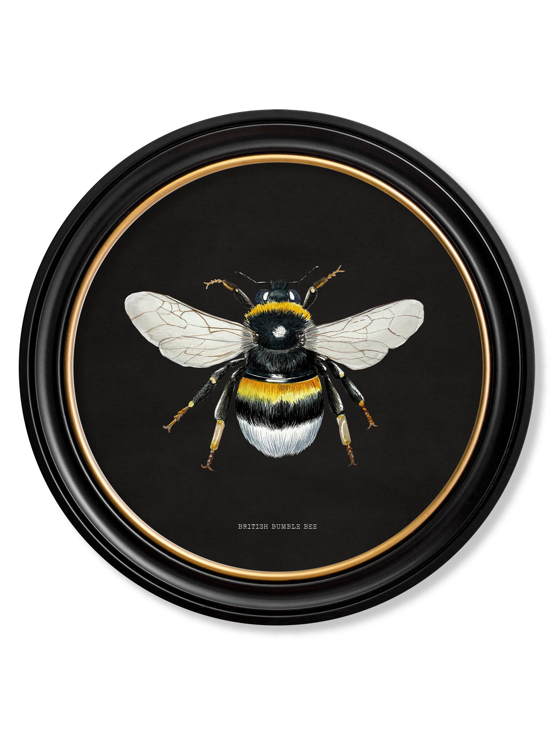 Victorian bee naturalist illustration dark round frame buy online UK
