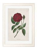 Victorian botanical rose illustration archival framed print buy UK
