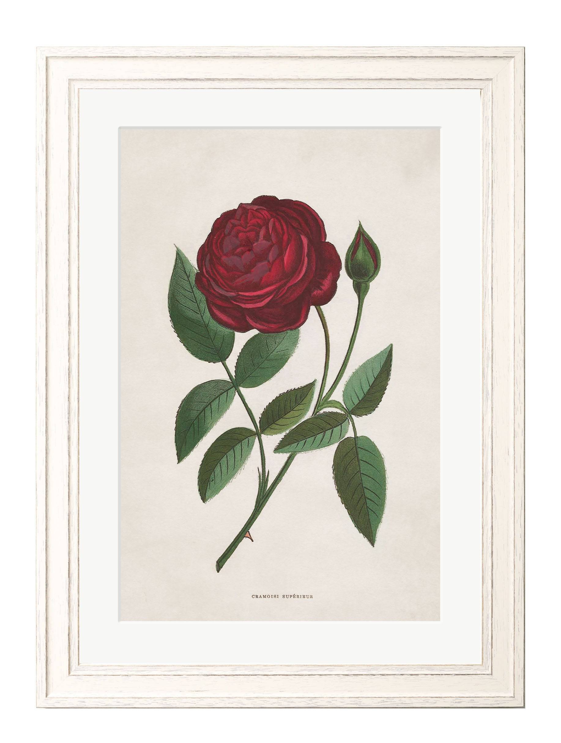 Victorian botanical rose illustration archival framed print buy UK

