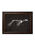 Victorian natural history skeleton engraving dark frame buy online UK
