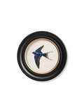 Victorian swallow illustration round frames available online UK
