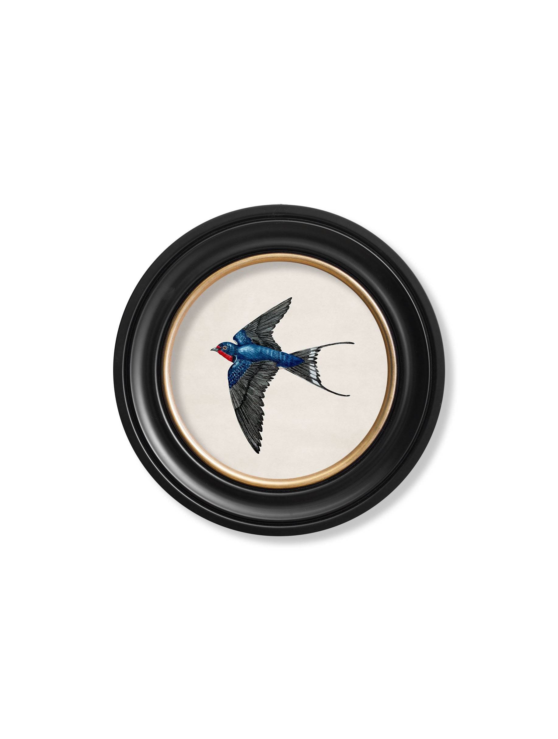 Victorian swallow illustration round frames available online UK
