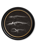 c.1870 Anatomical Skeletons - Dark - Round Frames - Blythe Living