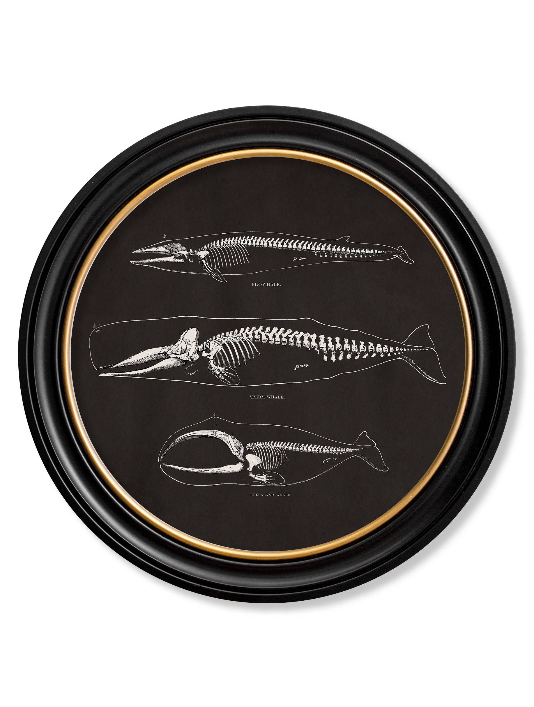 c.1870 Anatomical Skeletons - Dark - Round Frames - Blythe Living