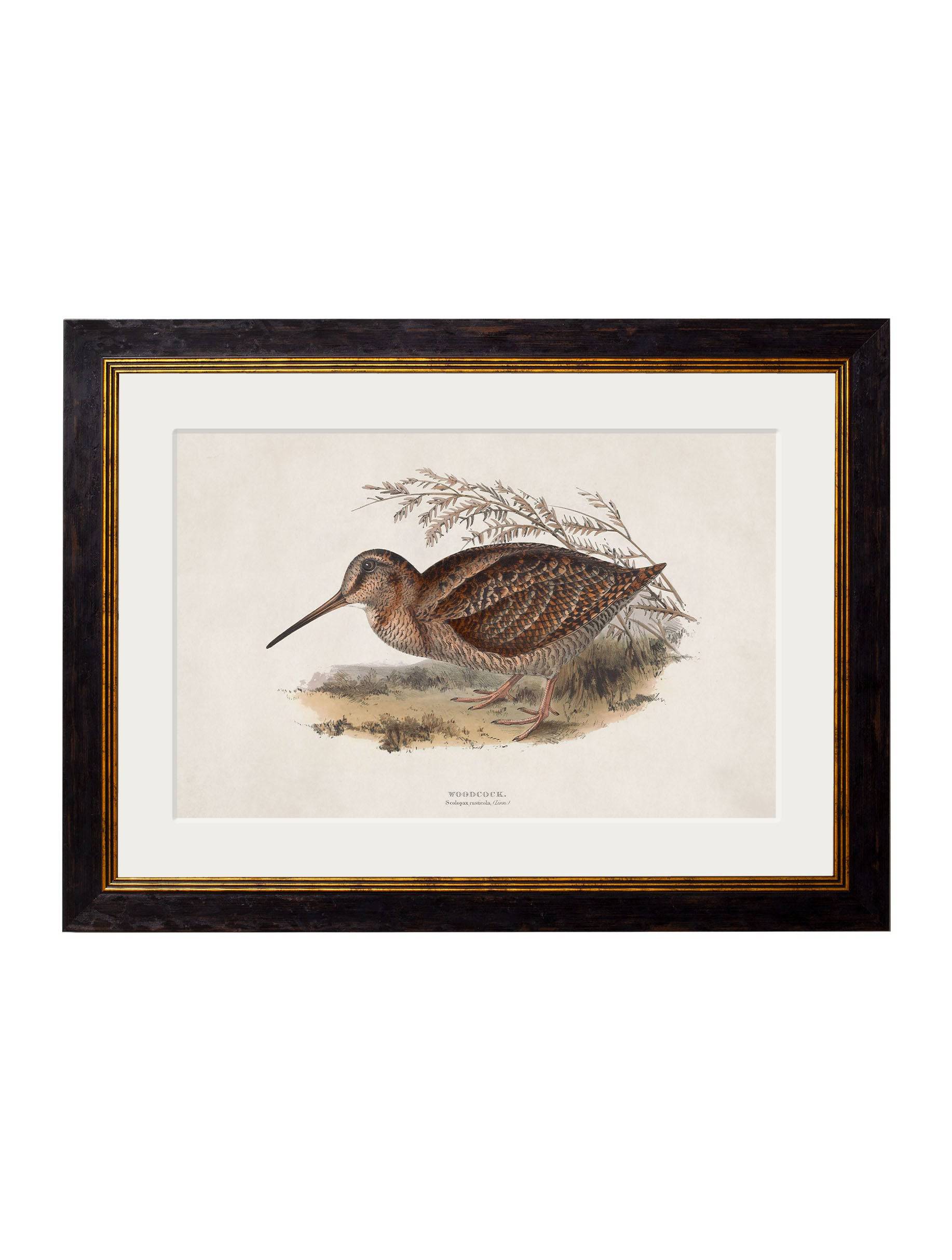 c.1837's British Game Birds - Blythe Living