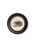 c.1837's British Game Birds - Round - Blythe Living