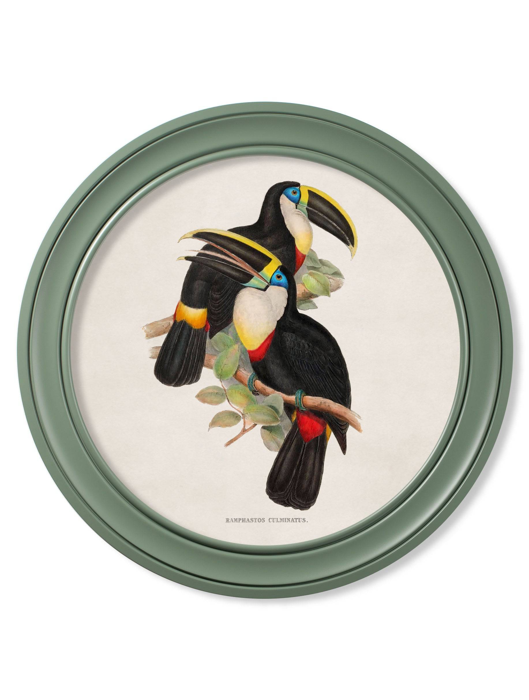 c.1848 Toucans - Round Frames Green - Blythe Living