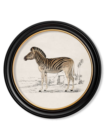 c.1774 Zebra - Round Frame - Blythe Living