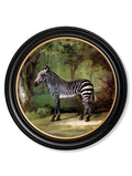 c.1763 George Stubb's Zebra - Round Frame - Blythe Living