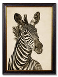 c1890 Zebra Illustrations - Dark - Blythe Living