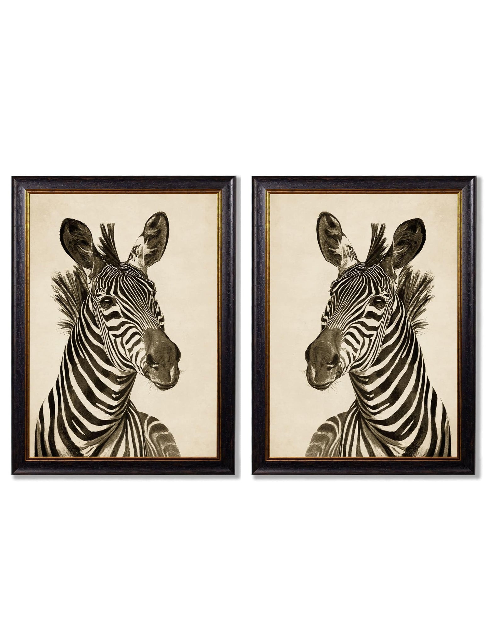 c1890 Zebra Illustrations - Dark - Blythe Living