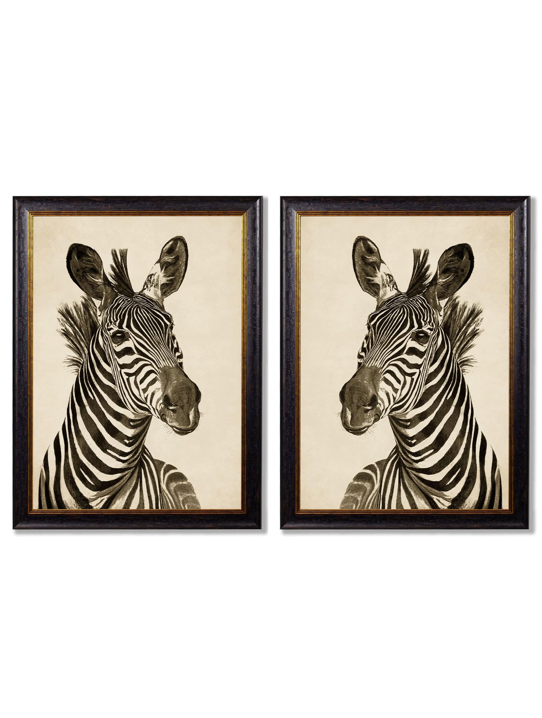 c1890 Zebra Illustrations - Dark - Blythe Living