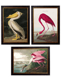 c.1838 Audubon's Birds of America - Blythe Living