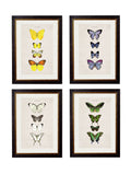 c.1835 Butterflies - Blythe Living