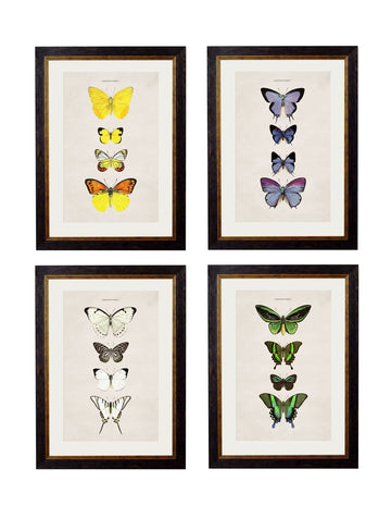 c.1835 Butterflies - Blythe Living