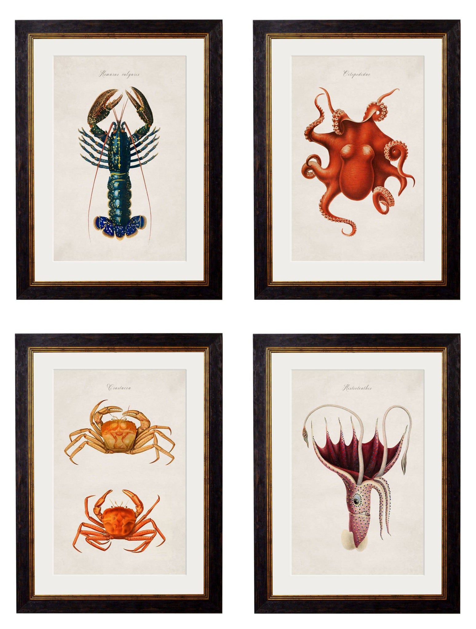 c.1876 Collection of Marine Animals - Blythe Living