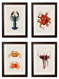 c.1876 Collection of Marine Animals - Blythe Living