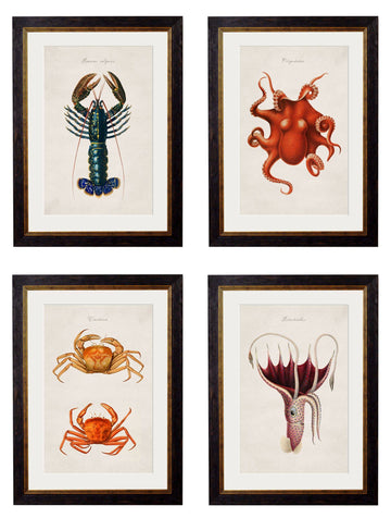 c.1876 Collection of Marine Animals - Blythe Living