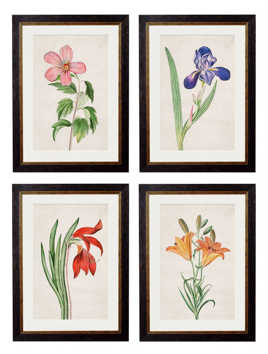 c.1780 Flowering Plants - Blythe Living