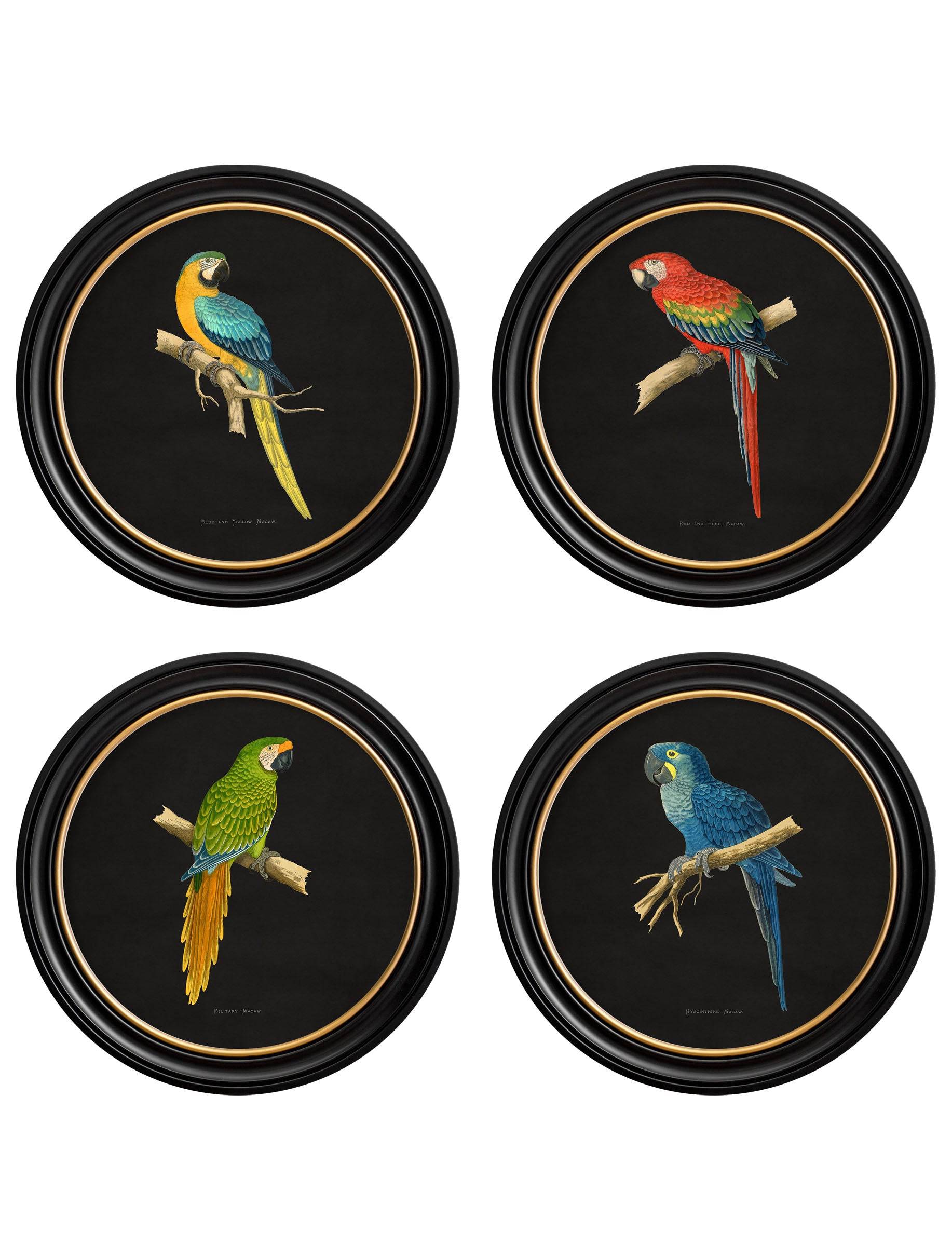 C.1884 Collection of Macaws in Round Frames - Black - Blythe Living