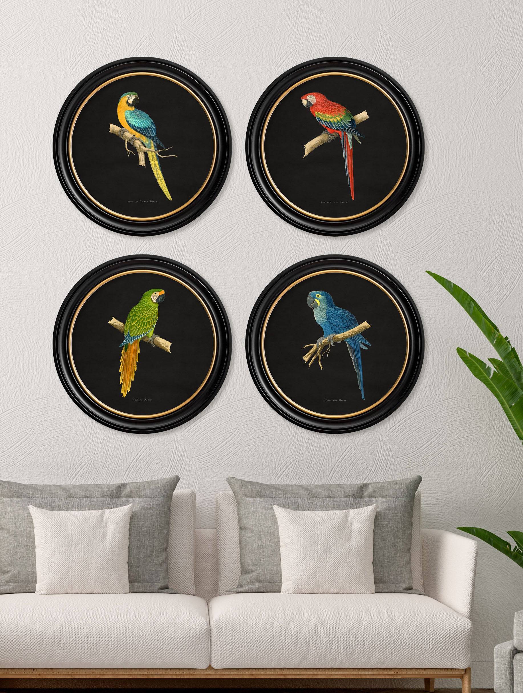 C.1884 Collection of Macaws in Round Frames - Black - Blythe Living