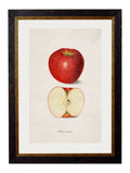 c.1886 Studies of Fruit - Blythe Living