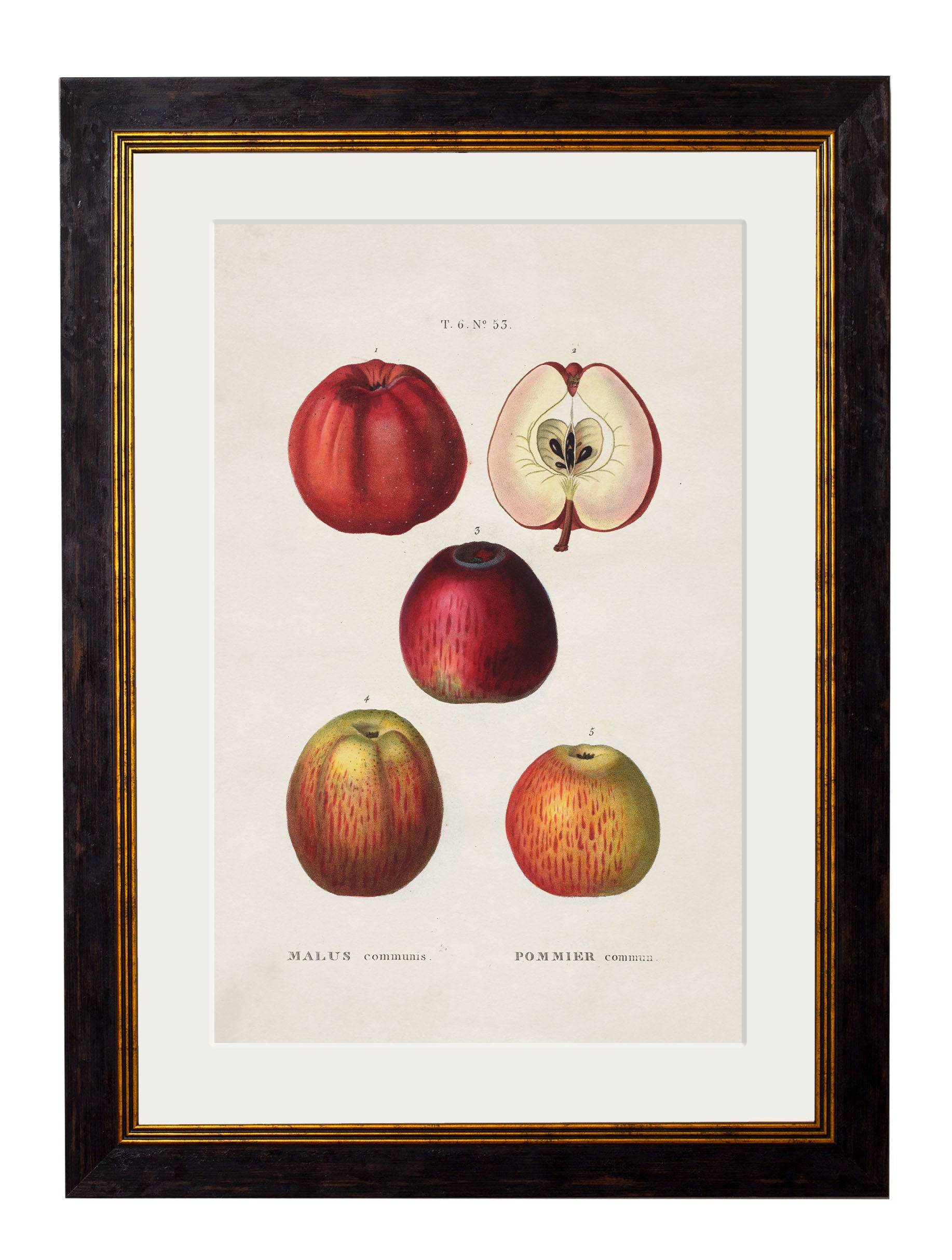 c.1819 Study of British Fruit - Blythe Living