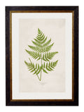 c.1864 Collection of British Ferns - Blythe Living