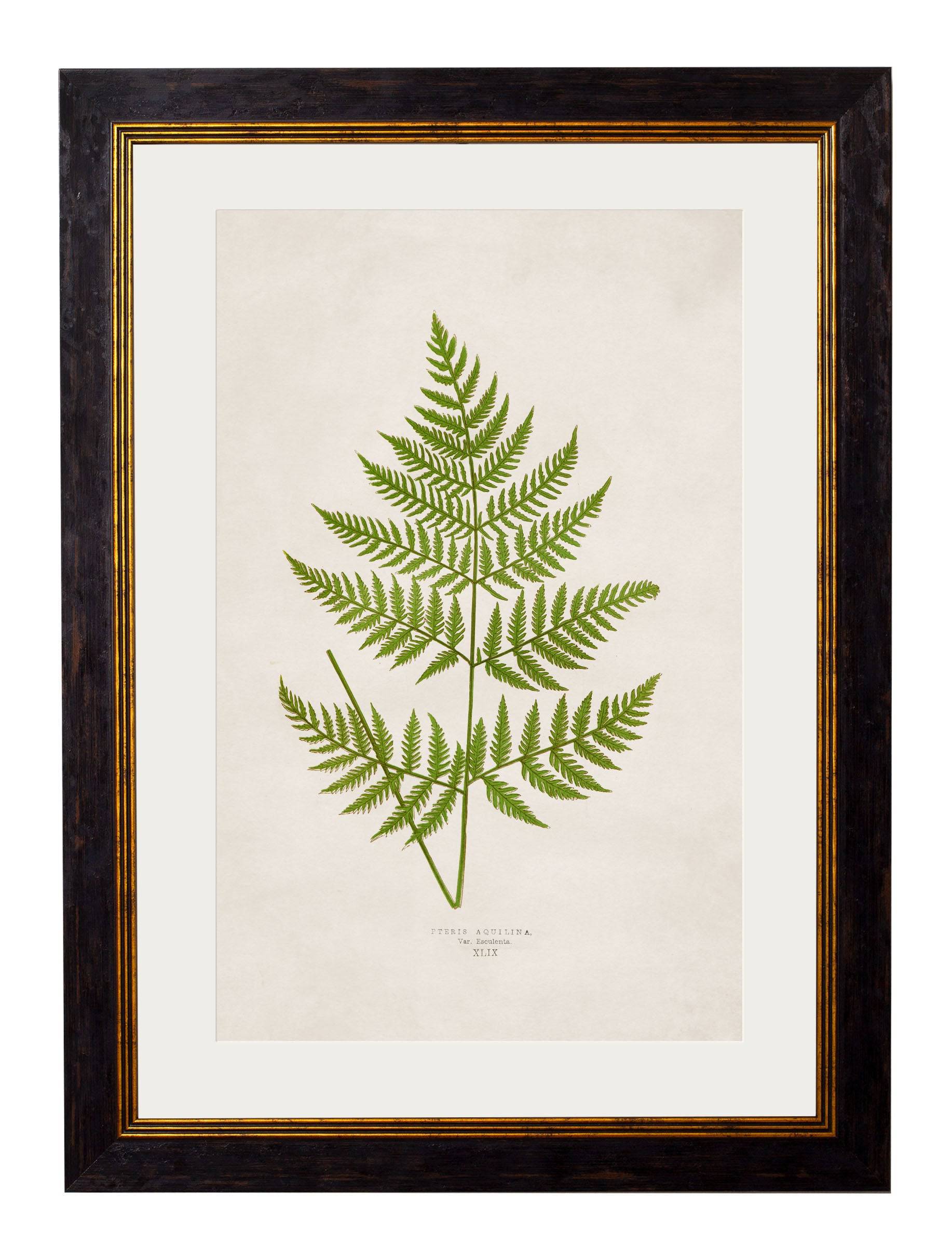 c.1864 Collection of British Ferns - Blythe Living