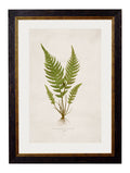 c.1864 Collection of British Ferns - Blythe Living
