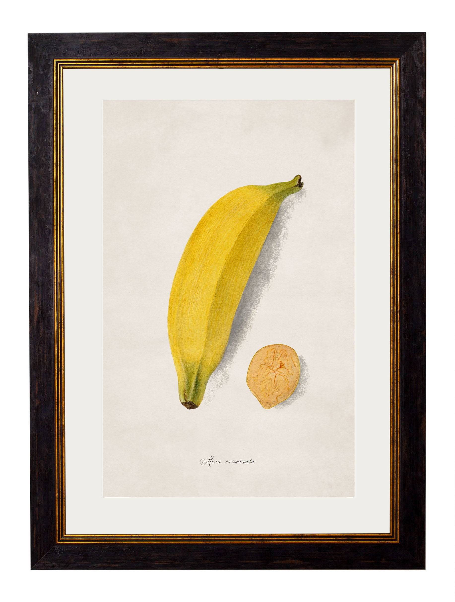 c.1886 Studies of Fruit - Blythe Living