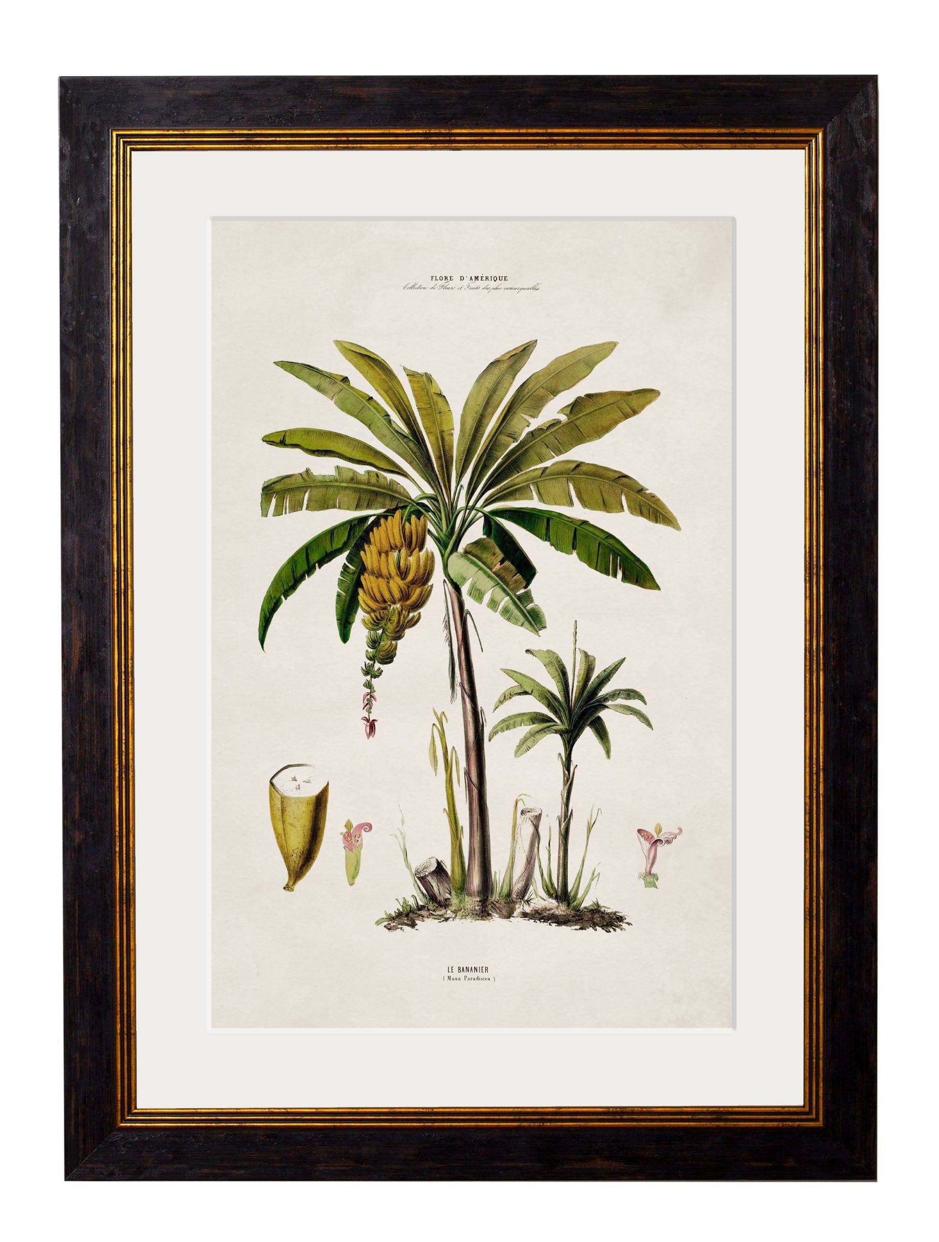 c.1843 Studies of South American Palm Trees - Blythe Living