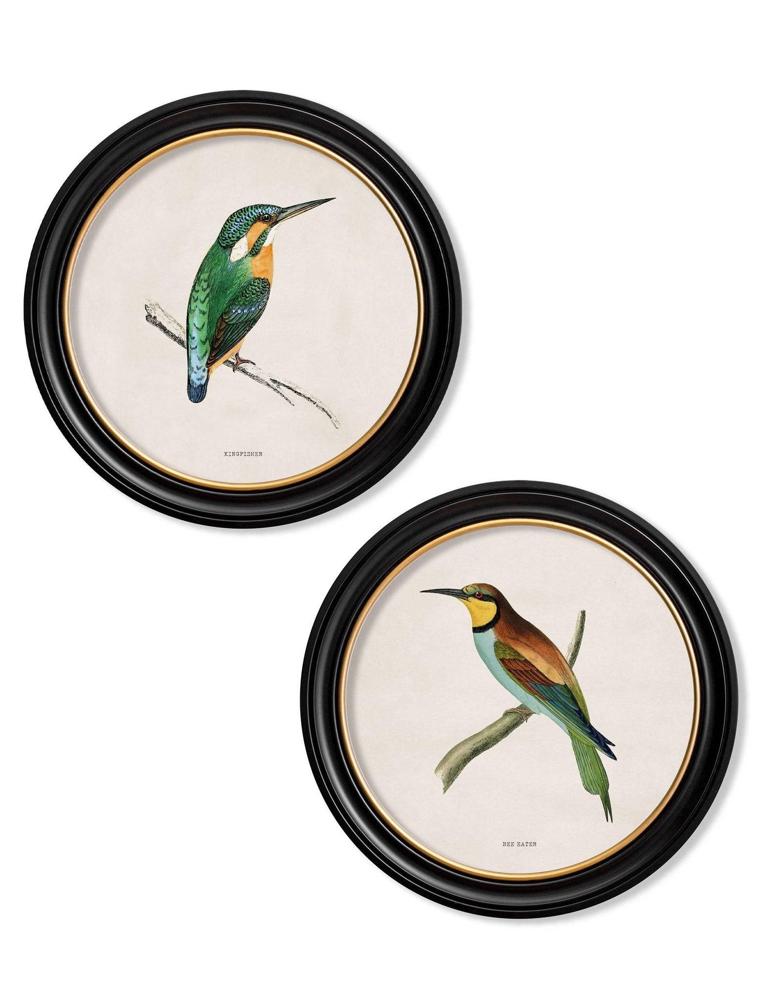 c.1870 Kingfisher and Bee Eater - Blythe Living