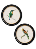 c.1870 Kingfisher and Bee Eater - Blythe Living