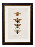 c.1892 Bees and Wasps - Blythe Living