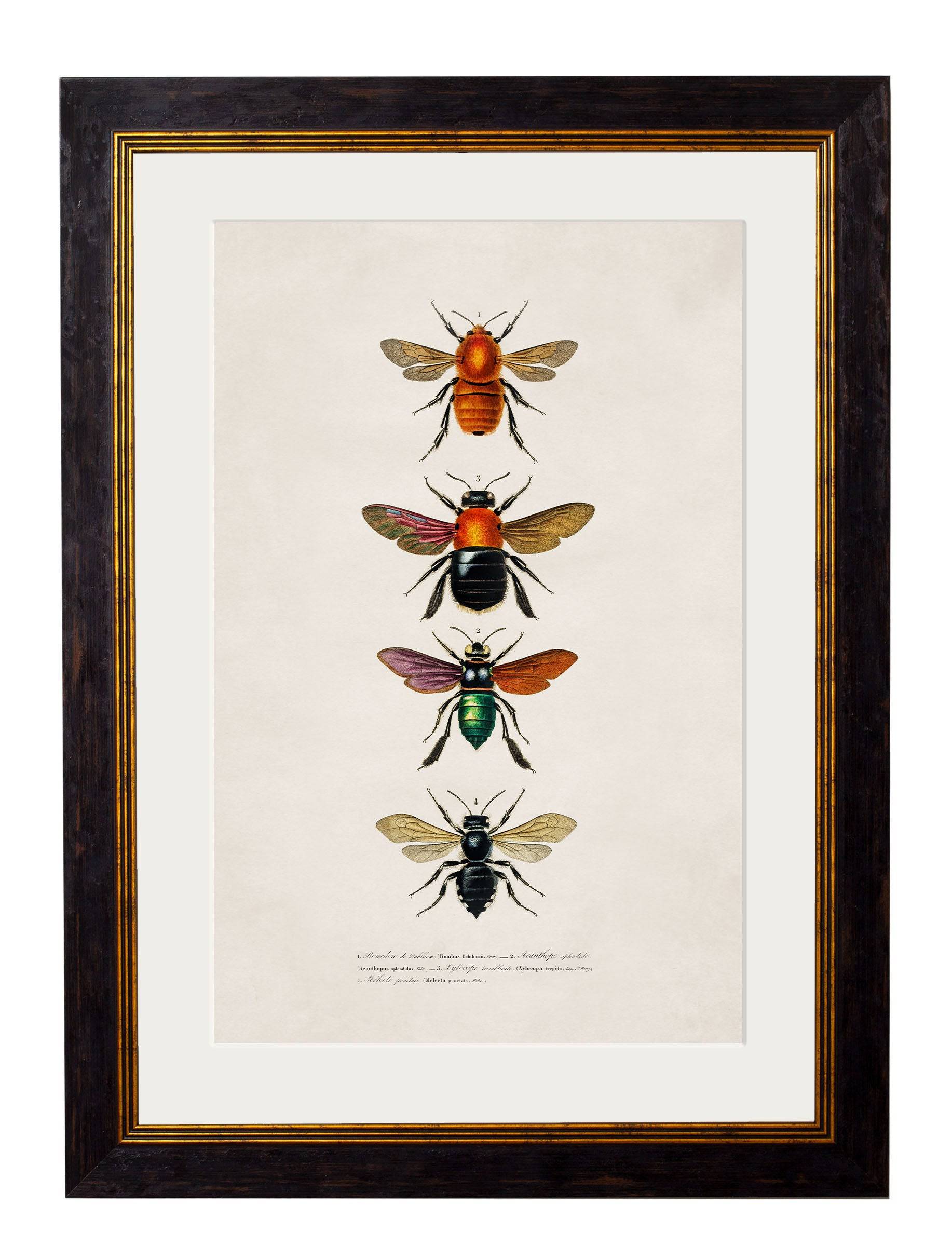 c.1892 Bees and Wasps - Blythe Living