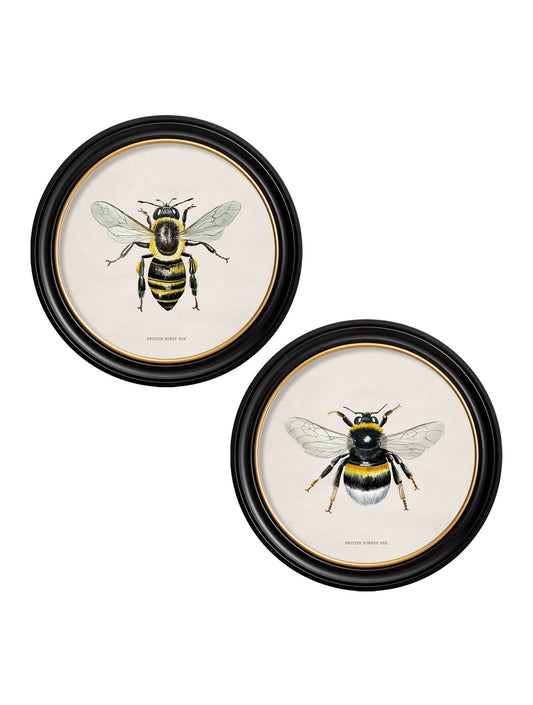 c1892 British Bees Round Frame - Blythe Living