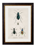 c.1836 Naturalist's Library Beetles - Plate 1 - The Weird & Wonderful