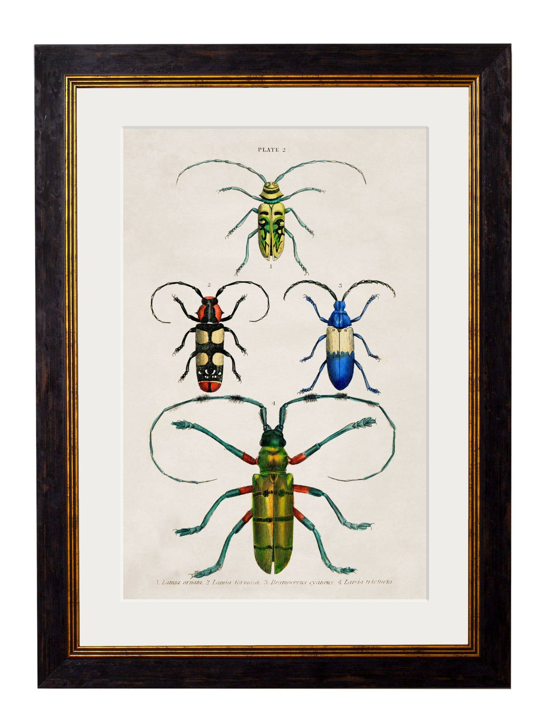 c.1836 Studies of Beetles - Blythe Living