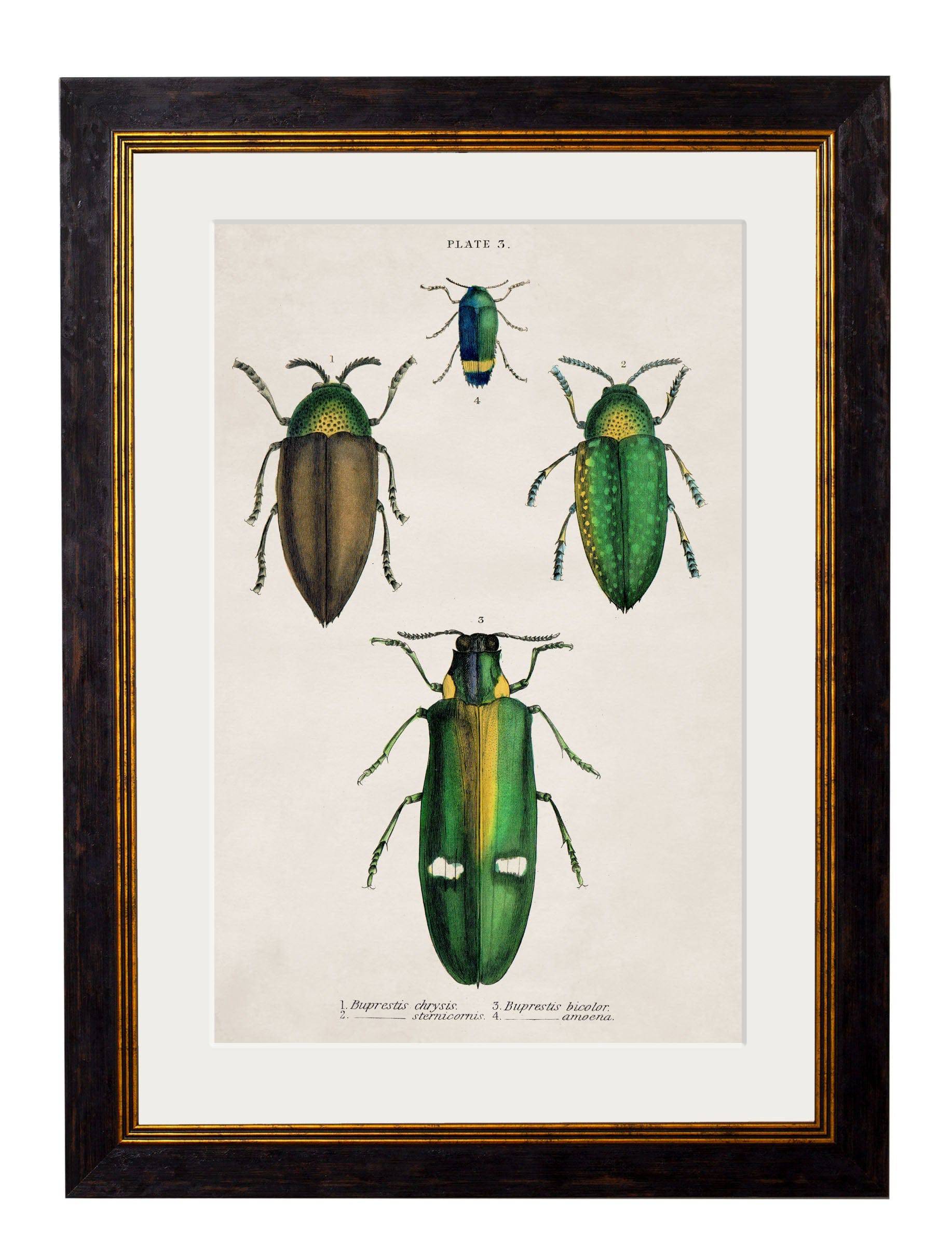 c.1836 Studies of Beetles - Blythe Living