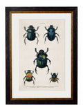 c.1836 Studies of Beetles - Blythe Living